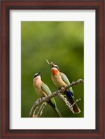Framed Pair of Whitefronted Bee-eater tropical birds, South Africa