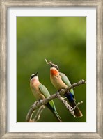 Framed Pair of Whitefronted Bee-eater tropical birds, South Africa