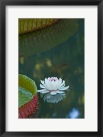 Framed Water lily flowers, Mauritius