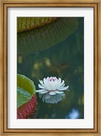 Framed Water lily flowers, Mauritius