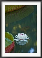 Framed Water lily flowers, Mauritius