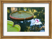Framed Victoria amazonica water lily flower, Mauritius