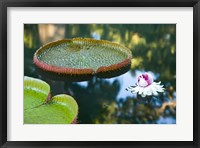 Framed Victoria amazonica water lily flower, Mauritius