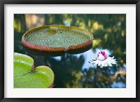 Framed Victoria amazonica water lily flower, Mauritius