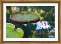 Framed Victoria amazonica water lily flower, Mauritius