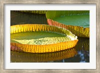 Framed Victoria amazonica water lily leaf, Mauritius