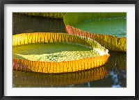 Framed Victoria amazonica water lily leaf, Mauritius