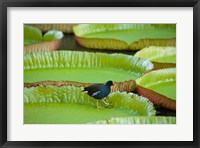 Framed Bird on a water lily leaf, Mauritius