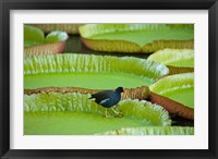 Framed Bird on a water lily leaf, Mauritius