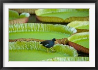 Framed Bird on a water lily leaf, Mauritius