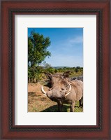 Framed Warthog, Maasai Mara National Reserve, Kenya