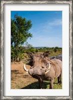 Framed Warthog, Maasai Mara National Reserve, Kenya