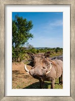 Framed Warthog, Maasai Mara National Reserve, Kenya