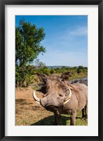 Framed Warthog, Maasai Mara National Reserve, Kenya