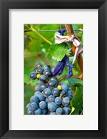 Framed Vineyard operated by Dynasty winery near Jixian, Tianjin province, China