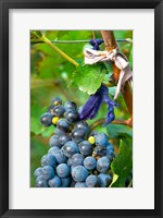 Framed Vineyard operated by Dynasty winery near Jixian, Tianjin province, China