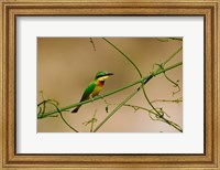 Framed Tropical Bird, Little Bee Eater, Masai Mara GR, Kenya