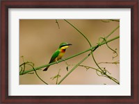 Framed Tropical Bird, Little Bee Eater, Masai Mara GR, Kenya