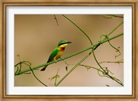 Framed Tropical Bird, Little Bee Eater, Masai Mara GR, Kenya