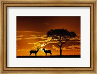 Framed Umbrella Thorn Acacia and Impala, Masai Mara Game Reserve, Kenya