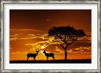 Framed Umbrella Thorn Acacia and Impala, Masai Mara Game Reserve, Kenya