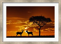 Framed Umbrella Thorn Acacia and Impala, Masai Mara Game Reserve, Kenya