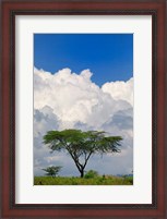 Framed Umbrella Thorn Acacia, Lake Nakuru National Park, Kenya