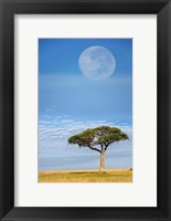 Framed Umbrella Thorn Acacia, Kenya