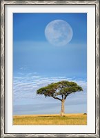 Framed Umbrella Thorn Acacia, Kenya