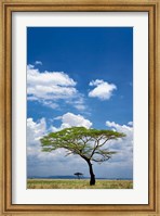 Framed Umbrella Thorn Acacia, Serengeti National Park, Tanzania