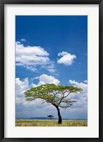 Framed Umbrella Thorn Acacia, Serengeti National Park, Tanzania