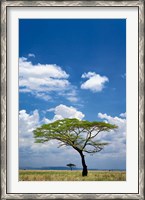 Framed Umbrella Thorn Acacia, Serengeti National Park, Tanzania