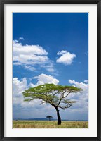 Framed Umbrella Thorn Acacia, Serengeti National Park, Tanzania