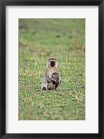 Framed Vervet monkey, Serengeti National Park, Tanzania