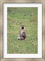 Framed Vervet monkey, Serengeti National Park, Tanzania
