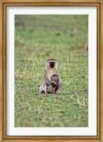 Framed Vervet monkey, Serengeti National Park, Tanzania