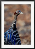 Framed Vulturine Guinea fowl, Samburu Game Reserve, Kenya