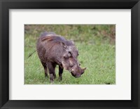 Framed Warthog wildlife, Maasai Mara, Kenya