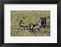 Framed Warthog with babies, Masai Mara Game Reserve, Kenya