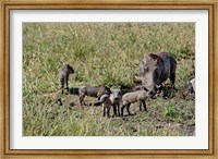 Framed Warthog with babies, Masai Mara Game Reserve, Kenya