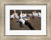 Framed White Pelican birds in flight, Lake Nakuru, Kenya