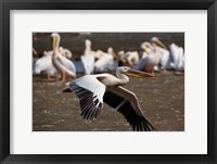 Framed White Pelican birds in flight, Lake Nakuru, Kenya