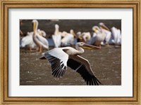 Framed White Pelican birds in flight, Lake Nakuru, Kenya