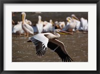 Framed White Pelican birds in flight, Lake Nakuru, Kenya