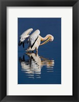Framed White Pelican bird, Lake Nakuru National Park, Kenya