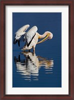 Framed White Pelican bird, Lake Nakuru National Park, Kenya