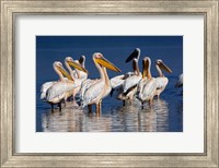 Framed Group of White Pelican birds in the water, Lake Nakuru, Kenya