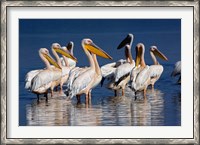 Framed Group of White Pelican birds in the water, Lake Nakuru, Kenya