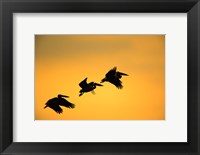 Framed White Pelican birds, Lake Manyara National Park, Tanzania