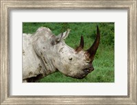 Framed Head of a White Rhinoceros, Lake Nakuru National Park, Kenya